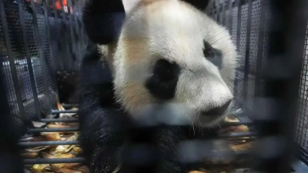 雌性大熊猫“芊真”抵达上海!嘴筒较短,性格文静,将择机安排其与公众见面 雌性大熊猫“芊真”抵达上海!嘴筒较短,性格文静,将择机安排其与公众见面