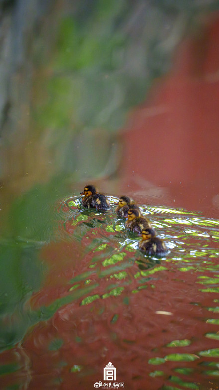 转发收藏！故宫四季壁纸上新