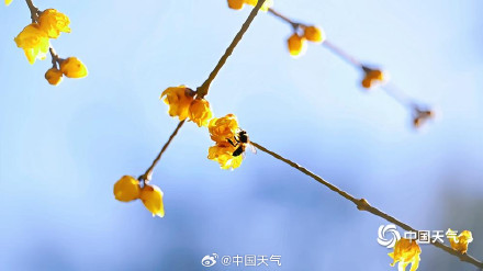 北京月坛公园的蜡梅绽放