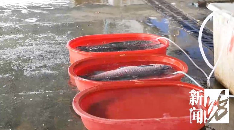 需求量激增!上海这里日销售50万斤,很多人特意赶来… 需求量激增!上海这里日销售50万斤,很多人特意赶来…