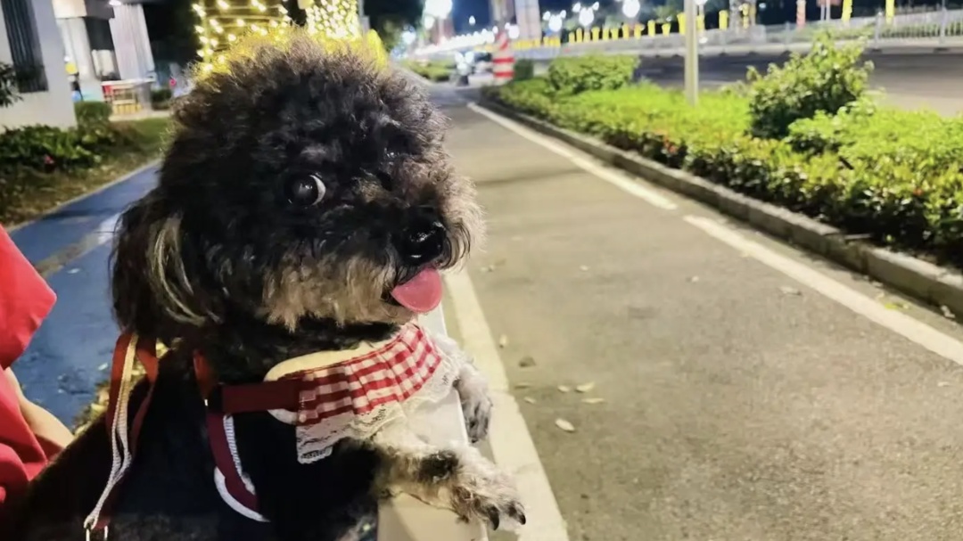 长期受小区内宠物狗噪音、粪便困扰,广州男子投放老鼠药致多只宠物狗死亡,法院判了 长期受小区内宠物狗噪音、粪便困扰,广州男子投放老鼠药致多只宠物狗死亡,法院判了