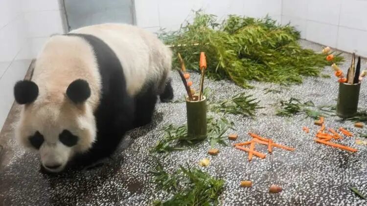 5岁大熊猫“芊真”已从四川抵达上海，将择机与公众见面
