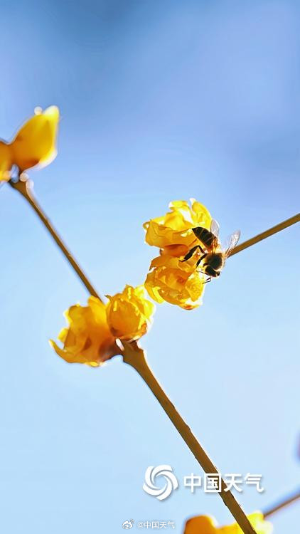 北京月坛公园的蜡梅绽放