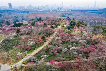 已是一片“香雪海”！南京梅花山迎来盛花期