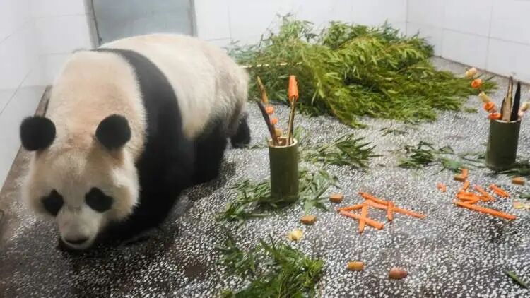 雌性大熊猫“芊真”抵达上海!嘴筒较短,性格文静,将择机安排其与公众见面 雌性大熊猫“芊真”抵达上海!嘴筒较短,性格文静,将择机安排其与公众见面