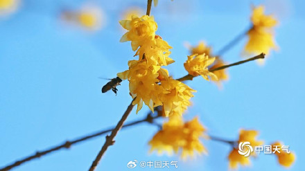 北京月坛公园的蜡梅绽放