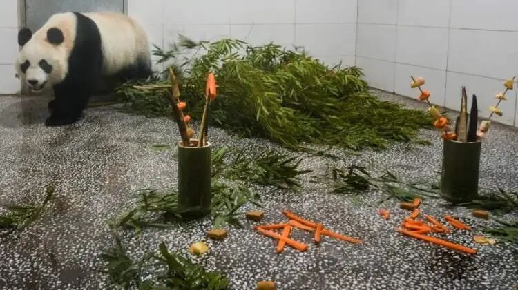 雌性大熊猫“芊真”抵达上海!嘴筒较短,性格文静,将择机安排其与公众见面 雌性大熊猫“芊真”抵达上海!嘴筒较短,性格文静,将择机安排其与公众见面