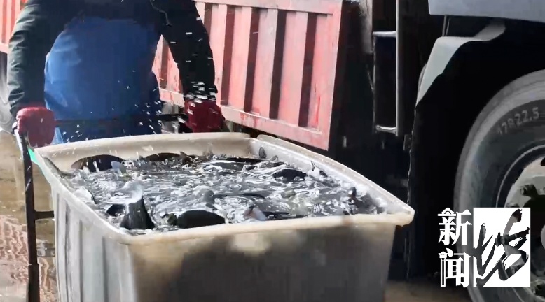需求量激增!上海这里日销售50万斤,很多人特意赶来… 需求量激增!上海这里日销售50万斤,很多人特意赶来…