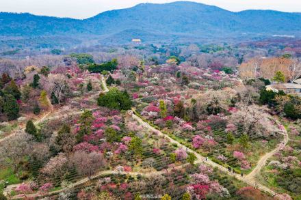 已是一片“香雪海”！南京梅花山迎来盛花期