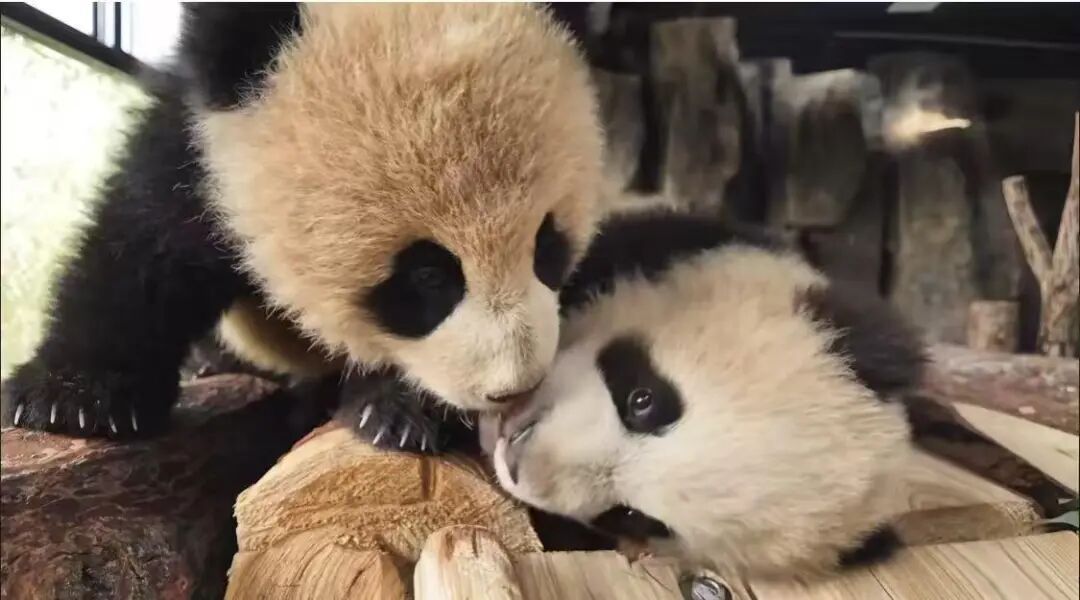 沪上“顶流女星”家的龙凤胎,春节期间要正式亮相啦 沪上“顶流女星”家的龙凤胎,春节期间要正式亮相啦