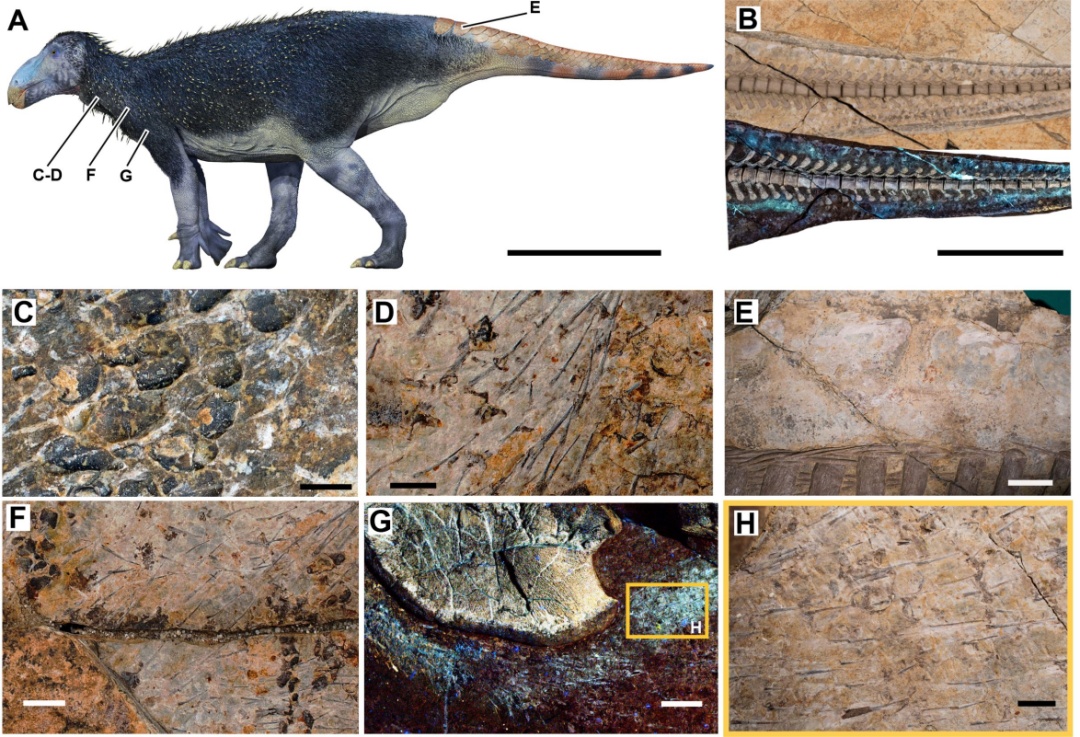 全球首例！安徽新发现→