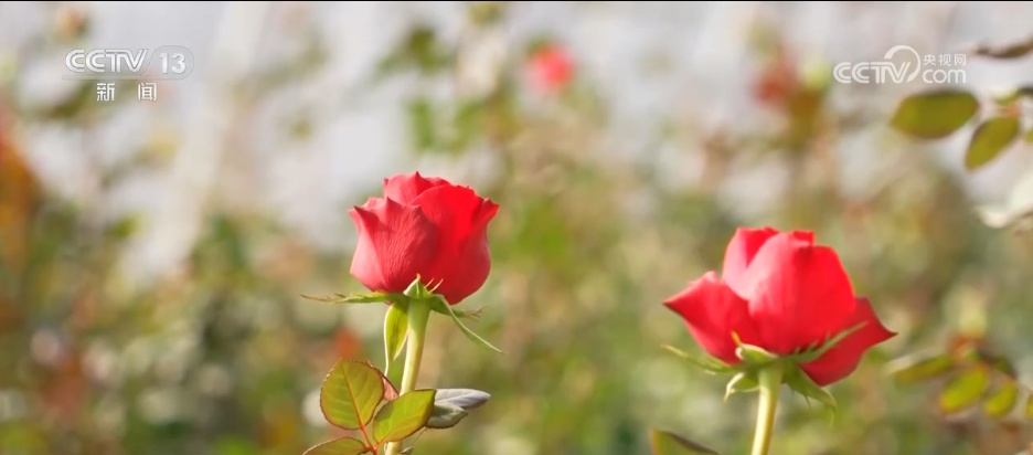 腊月“忙年”模式拉满 “年经济”烟火气里涌动经济暖流