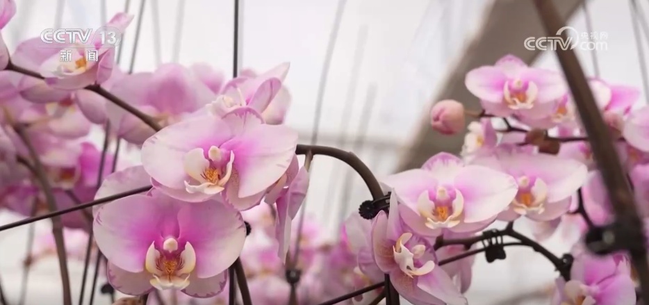 腊月“忙年”模式拉满 “年经济”烟火气里涌动经济暖流