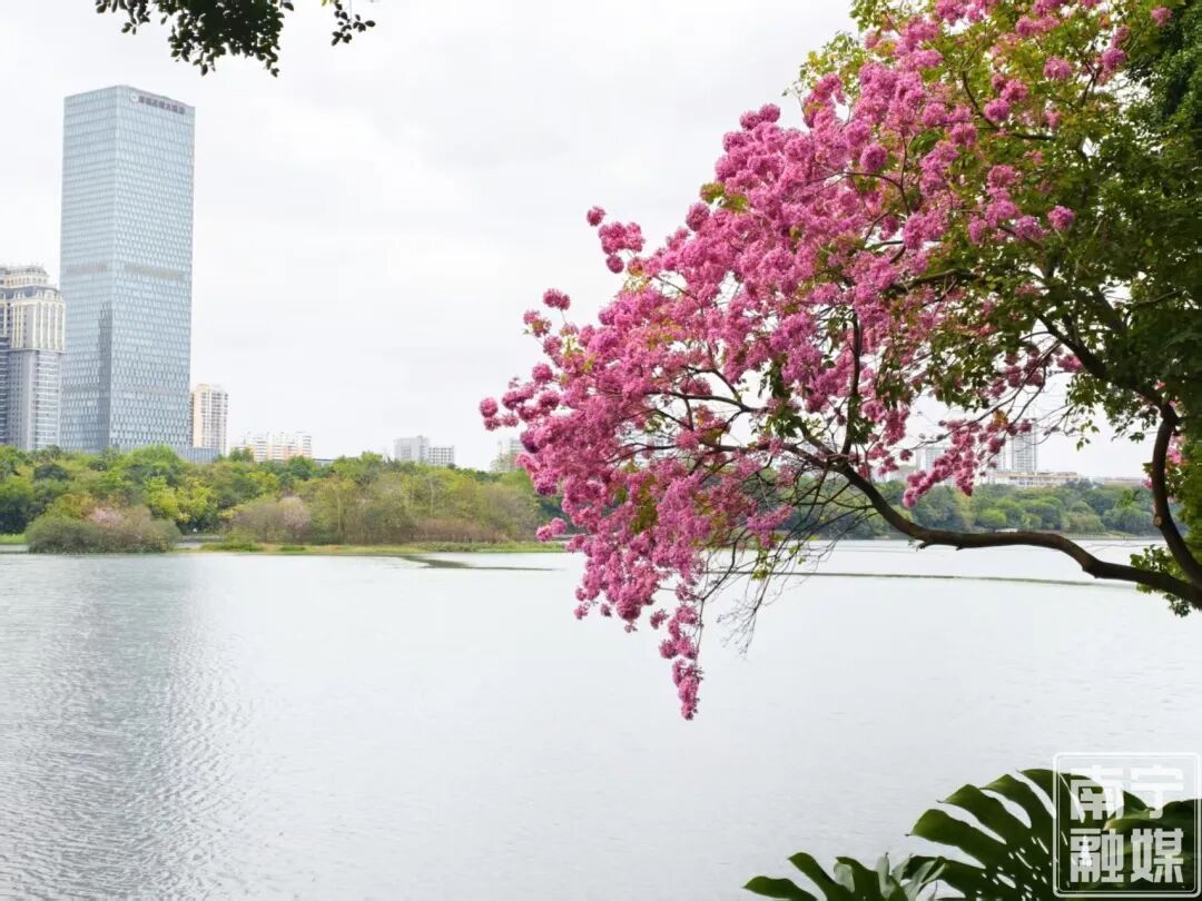 好一片“绝绝紫”！南宁的早春浪漫就在“家门口”