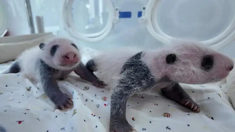 沪上“顶流女星”家的龙凤胎,春节期间要正式亮相啦 沪上“顶流女星”家的龙凤胎,春节期间要正式亮相啦