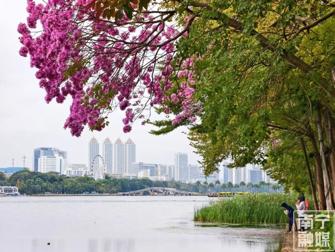 好一片“绝绝紫”！南宁的早春浪漫就在“家门口”