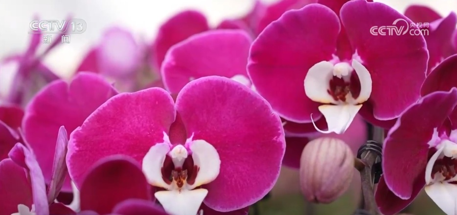 腊月“忙年”模式拉满 “年经济”烟火气里涌动经济暖流