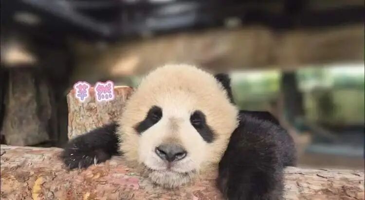 沪上“顶流女星”家的龙凤胎,春节期间要正式亮相啦 沪上“顶流女星”家的龙凤胎,春节期间要正式亮相啦