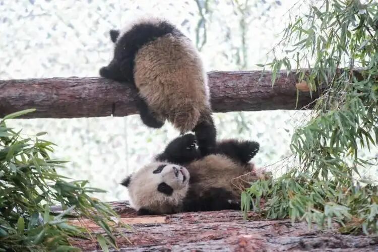 沪上“顶流女星”家的龙凤胎,春节期间要正式亮相啦 沪上“顶流女星”家的龙凤胎,春节期间要正式亮相啦