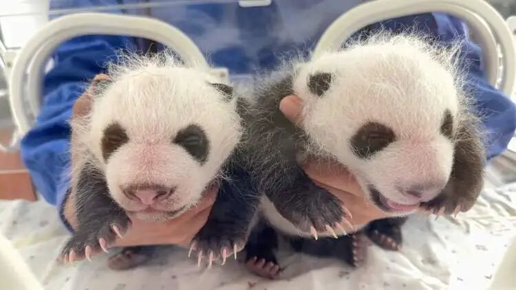 沪上“顶流女星”家的龙凤胎,春节期间要正式亮相啦 沪上“顶流女星”家的龙凤胎,春节期间要正式亮相啦