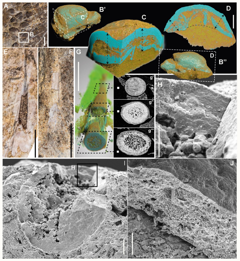 全球首例！安徽新发现→