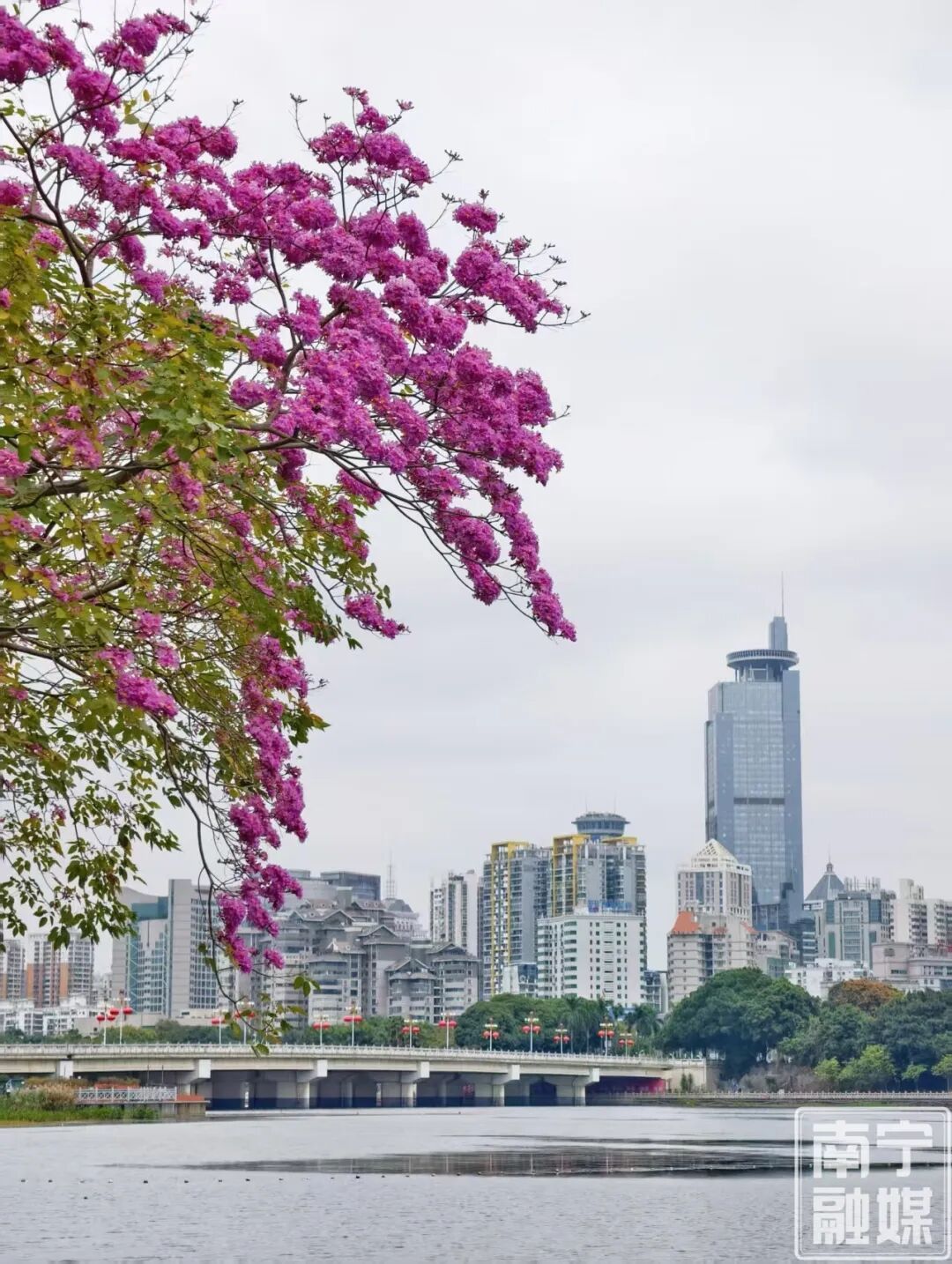好一片“绝绝紫”！南宁的早春浪漫就在“家门口”