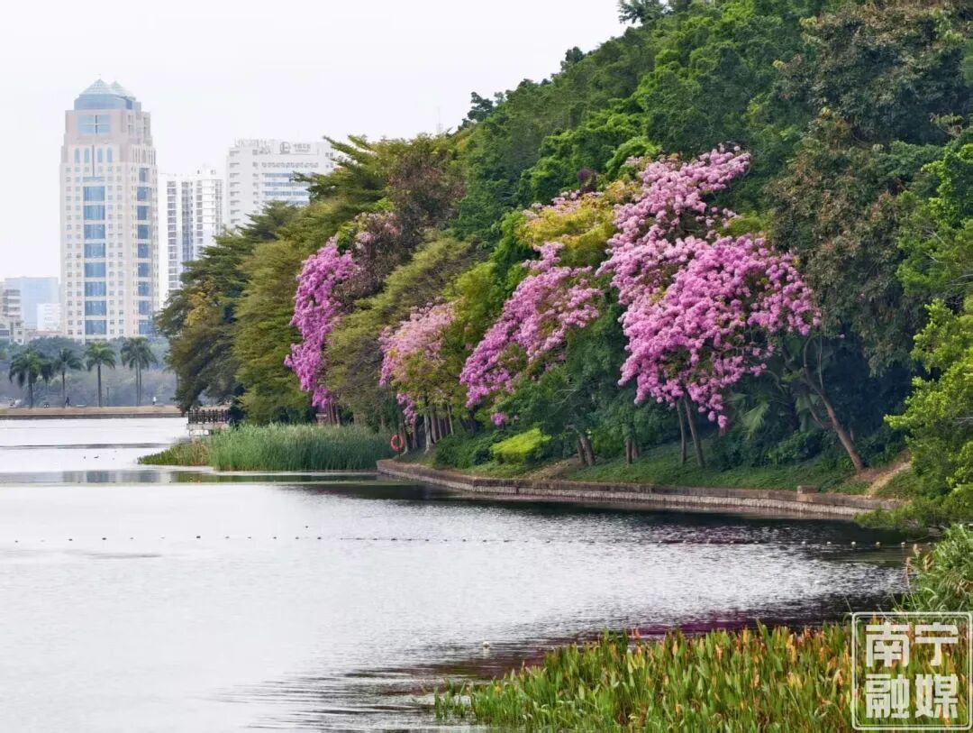 好一片“绝绝紫”！南宁的早春浪漫就在“家门口”