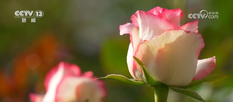 腊月“忙年”模式拉满 “年经济”烟火气里涌动经济暖流