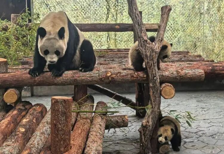 沪上“顶流女星”家的龙凤胎,春节期间要正式亮相啦 沪上“顶流女星”家的龙凤胎,春节期间要正式亮相啦