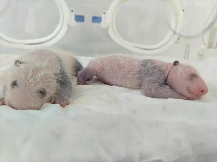 沪上“顶流女星”家的龙凤胎,春节期间要正式亮相啦 沪上“顶流女星”家的龙凤胎,春节期间要正式亮相啦