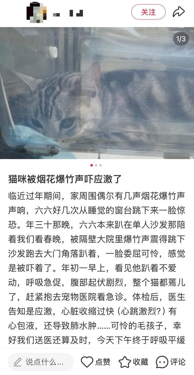 不开玩笑!春节是宠物应激高发期,烟花爆竹声可能让宠物丧命! 不开玩笑!春节是宠物应激高发期,烟花爆竹声可能让宠物丧命!