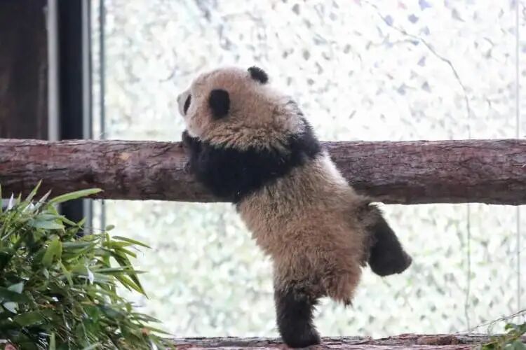 沪上“顶流女星”家的龙凤胎,春节期间要正式亮相啦 沪上“顶流女星”家的龙凤胎,春节期间要正式亮相啦