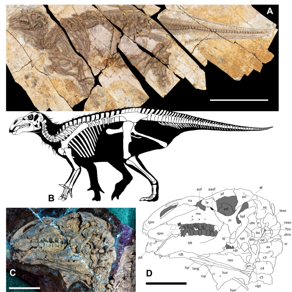 全球首例！安徽新发现→