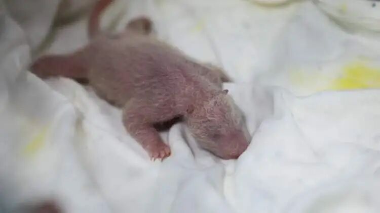 沪上“顶流女星”家的龙凤胎,春节期间要正式亮相啦 沪上“顶流女星”家的龙凤胎,春节期间要正式亮相啦