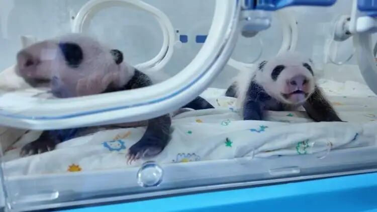 沪上“顶流女星”家的龙凤胎,春节期间要正式亮相啦 沪上“顶流女星”家的龙凤胎,春节期间要正式亮相啦