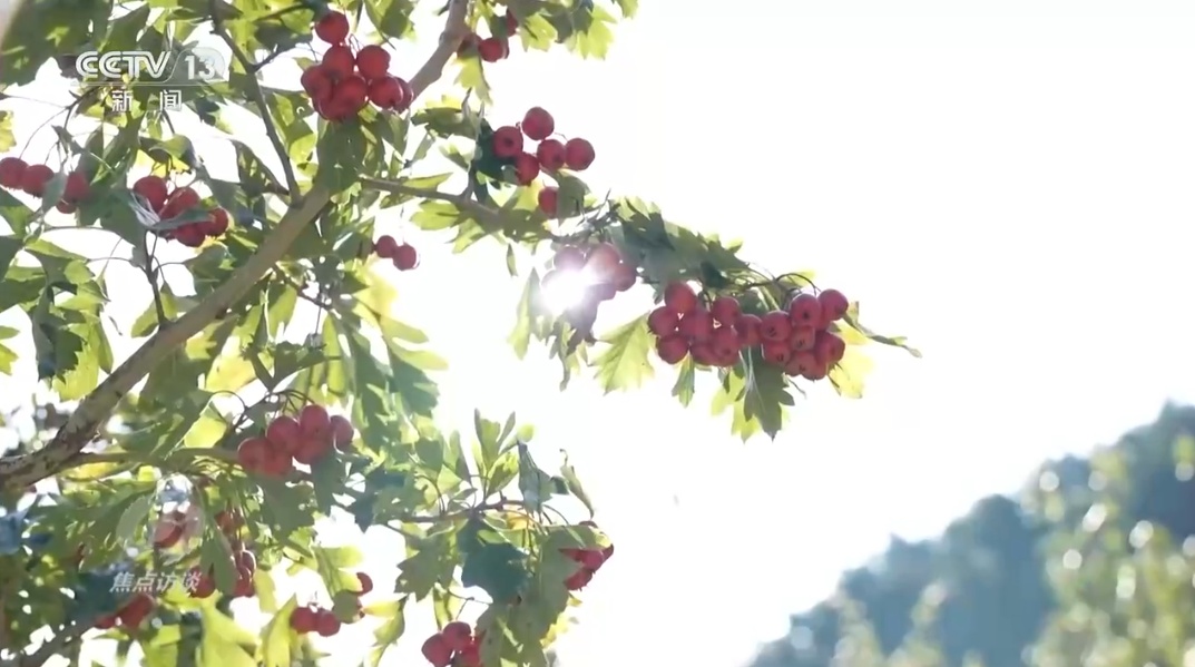 新春走基层 | 凝心聚力修复家园，兴隆县熟悉的烟火气回来了