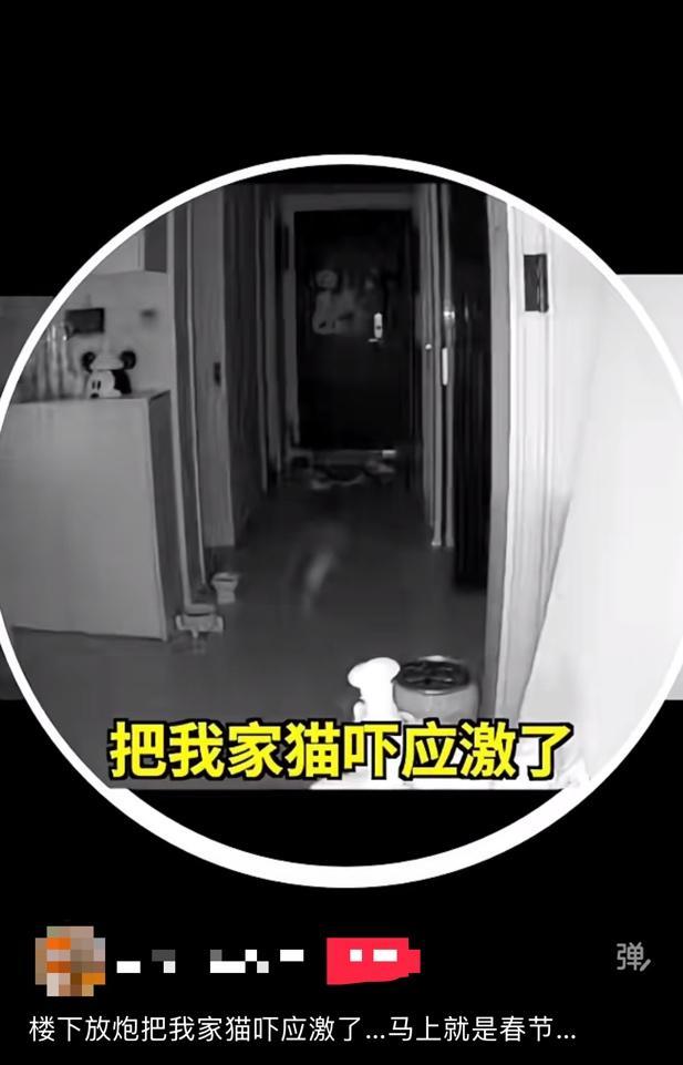 不开玩笑!春节是宠物应激高发期,烟花爆竹声可能让宠物丧命! 不开玩笑!春节是宠物应激高发期,烟花爆竹声可能让宠物丧命!