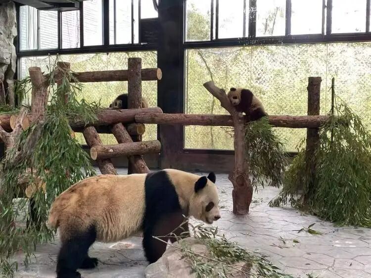 沪上“顶流女星”家的龙凤胎,春节期间要正式亮相啦 沪上“顶流女星”家的龙凤胎,春节期间要正式亮相啦