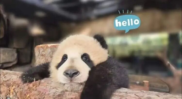 沪上“顶流女星”家的龙凤胎,春节期间要正式亮相啦 沪上“顶流女星”家的龙凤胎,春节期间要正式亮相啦