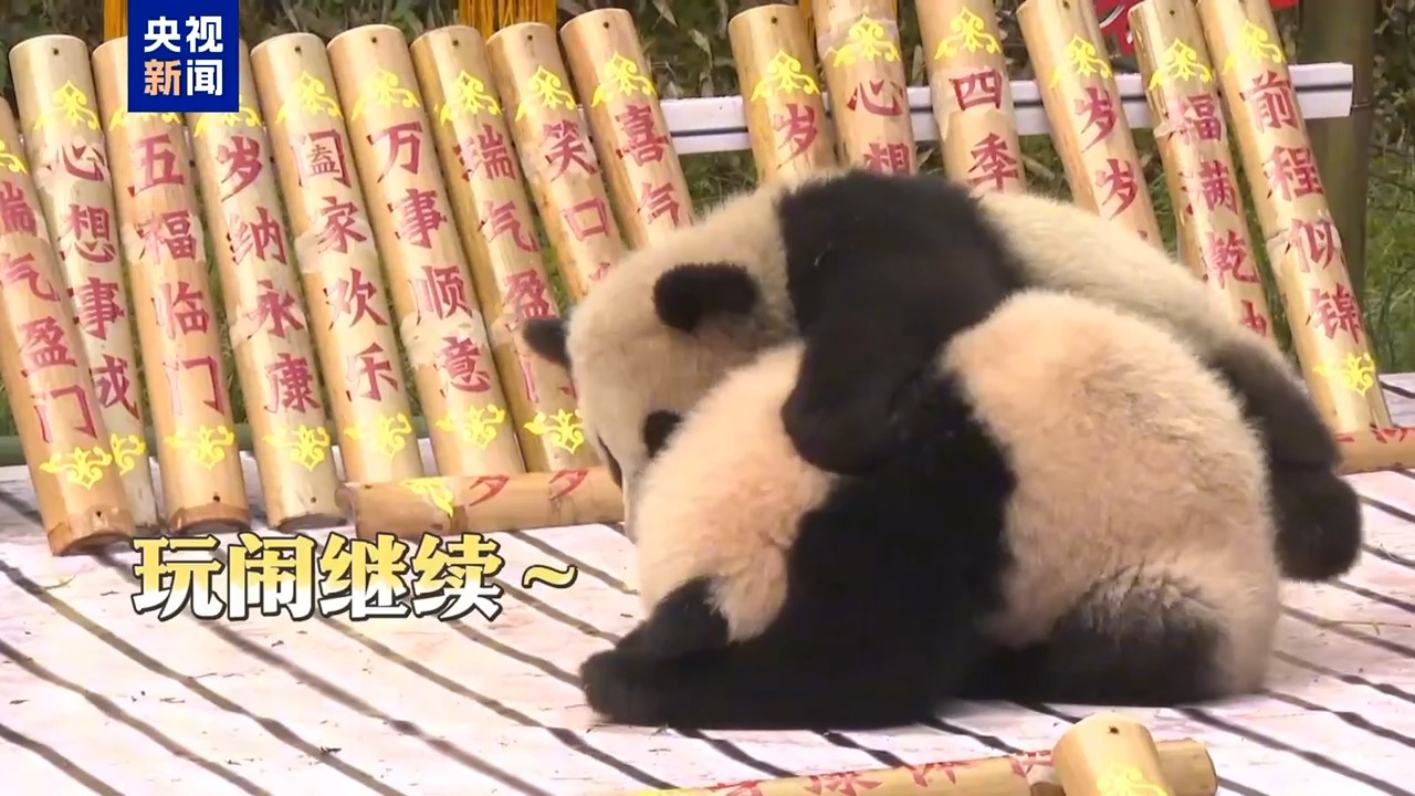 国宝天团出道 2025年新生大熊猫幼崽集体亮相 国宝天团出道 2025年新生大熊猫幼崽集体亮相