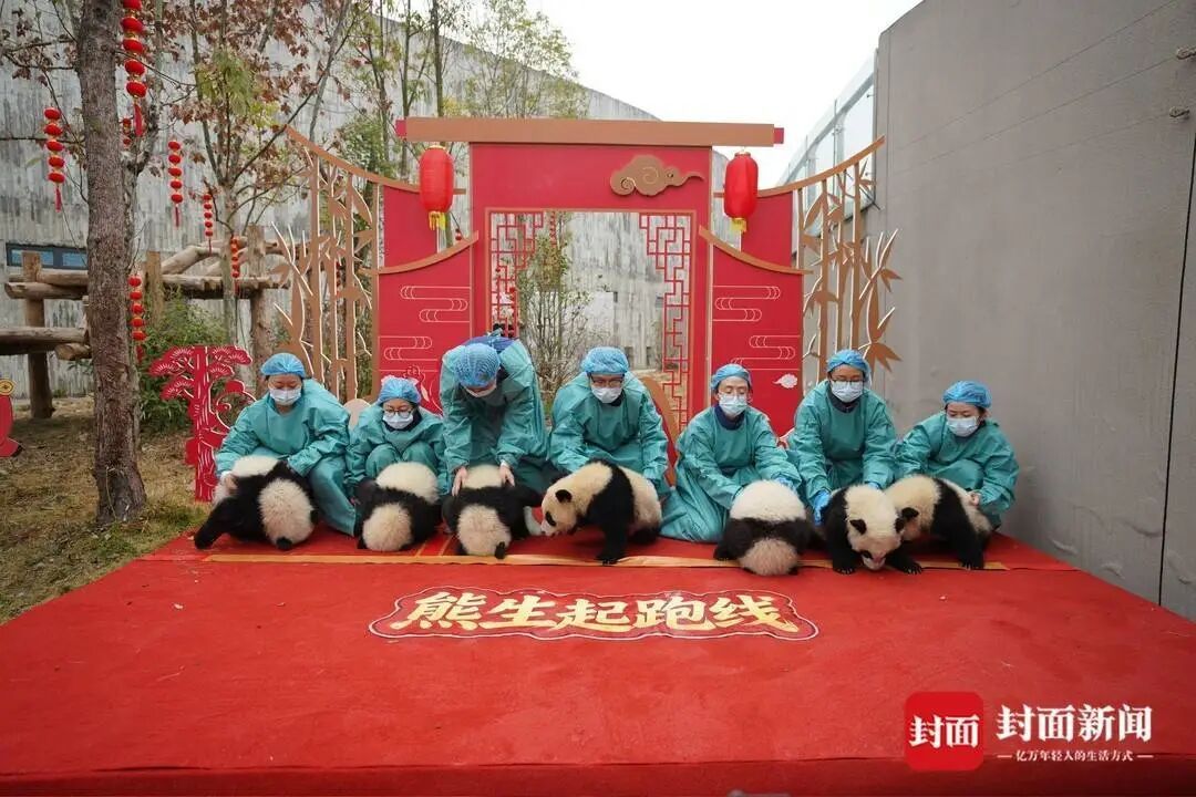 都到碗里来！30只大熊猫宝宝集体拜年，“强势大姐”带头，“安静萌妹”压轴