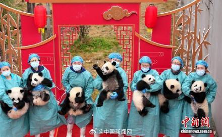 2025级大熊猫宝宝集体大拜年