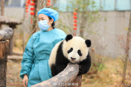 熊猫宝宝送上最萌新春祝福