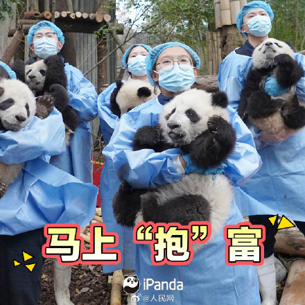 拜年啦！一键保存熊猫宝宝新春表情包