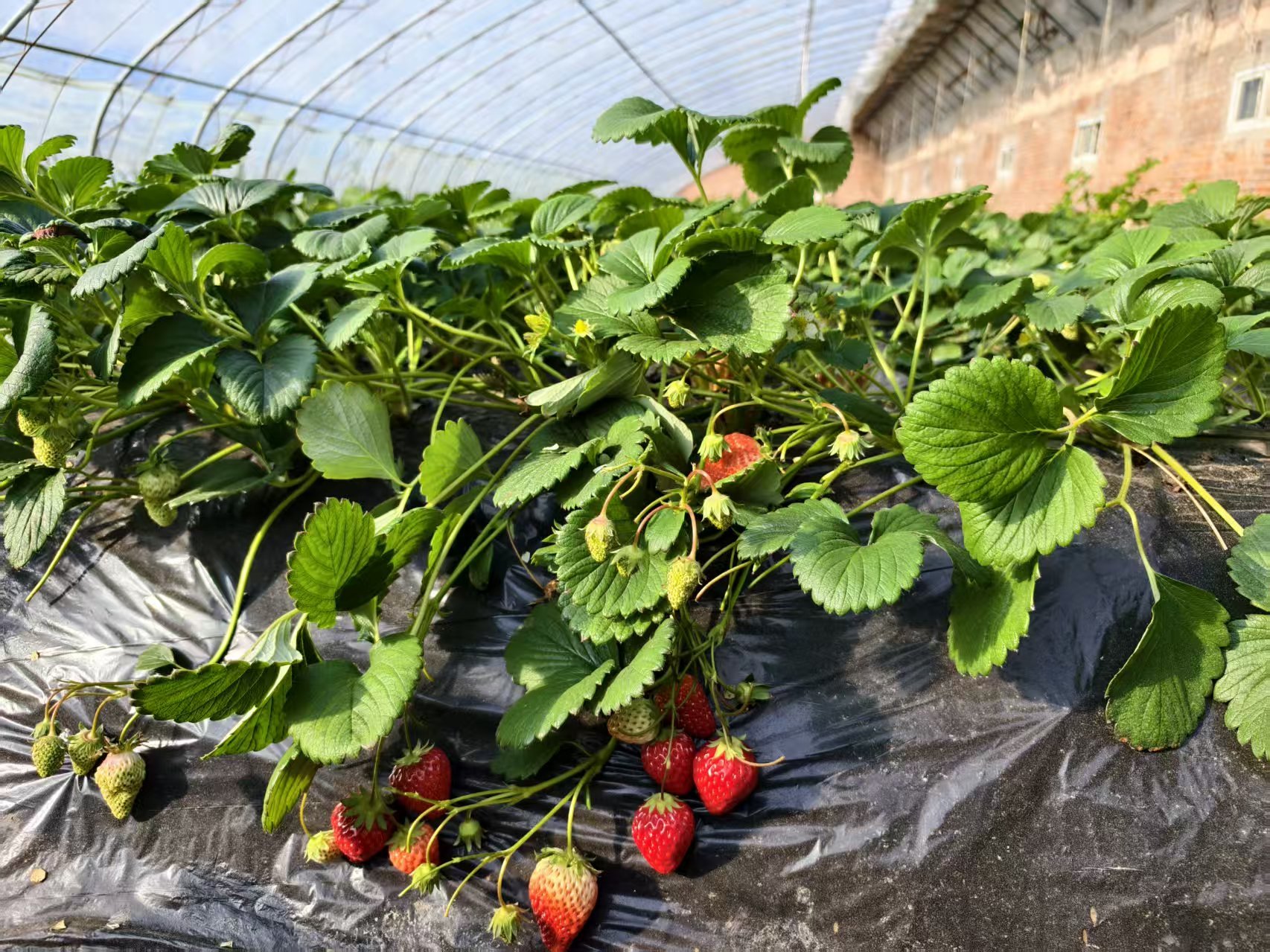 一颗草莓的“科技蜕变记” 一颗草莓的“科技蜕变记”