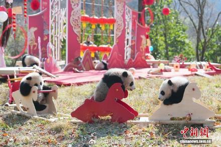 2025级大熊猫宝宝集体大拜年