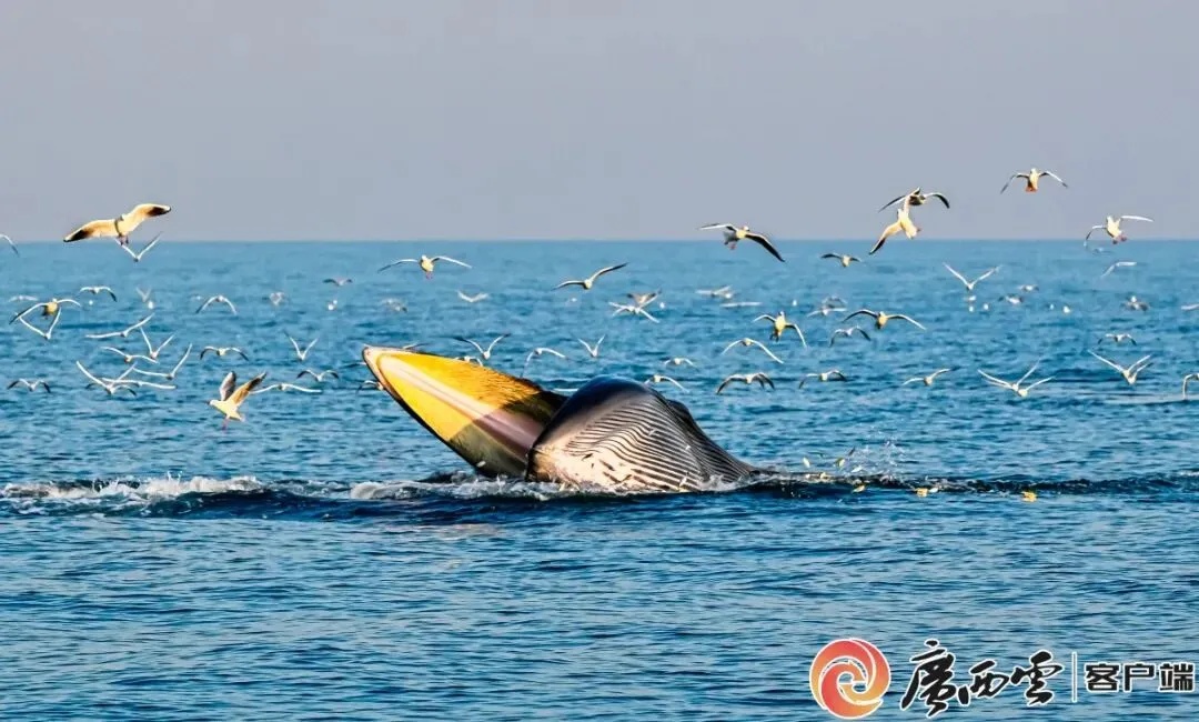 广西北海通报“网红鲸鱼遭渔船撞击”