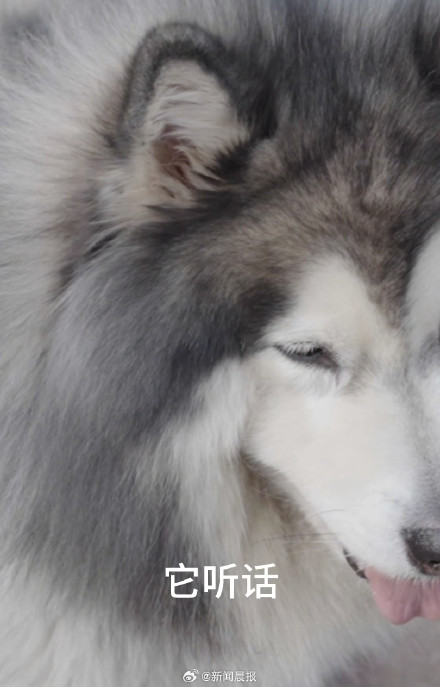 上海爷叔帮去世朋友养狗狗，看完泪目...网友：这个是托孤啊！