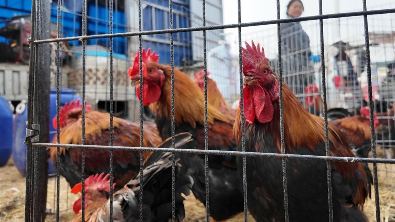 文化中国行·赶大集丨嘎嘎香的年货大集为啥都争着买猪前蹄？