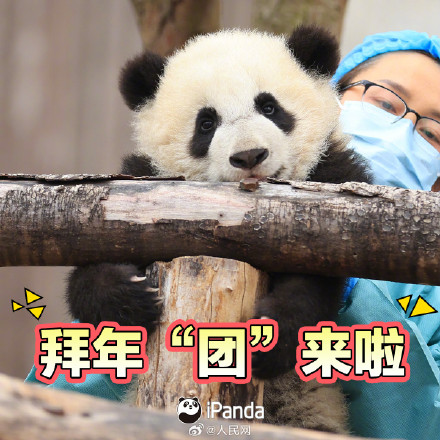 拜年啦！一键保存熊猫宝宝新春表情包